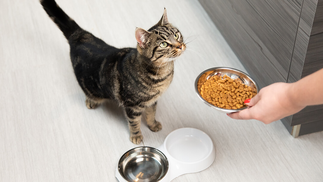 how-much-cat-food-should-i-feed-my-kitten-guaranteed-quality-58-off